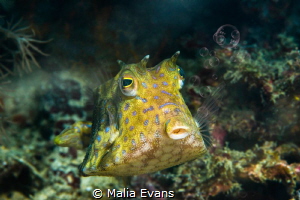 Cowfish blowing bubbles.... by Malia Evans 